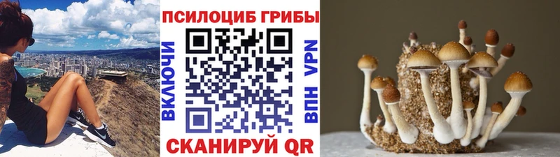 Псилоцибиновые грибы Psilocybine cubensis  Купить закладки  Городище 